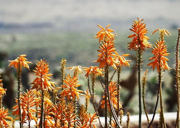 Cortijo El Paraíso