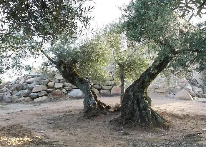 Viña Las Olivas